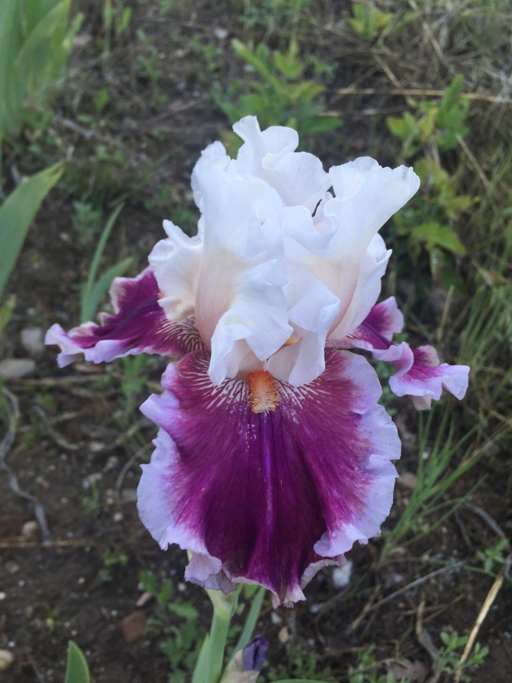 Photo of Tall Bearded Iris (Iris 'Strawberry Freeze') uploaded by SpringGreenThumb