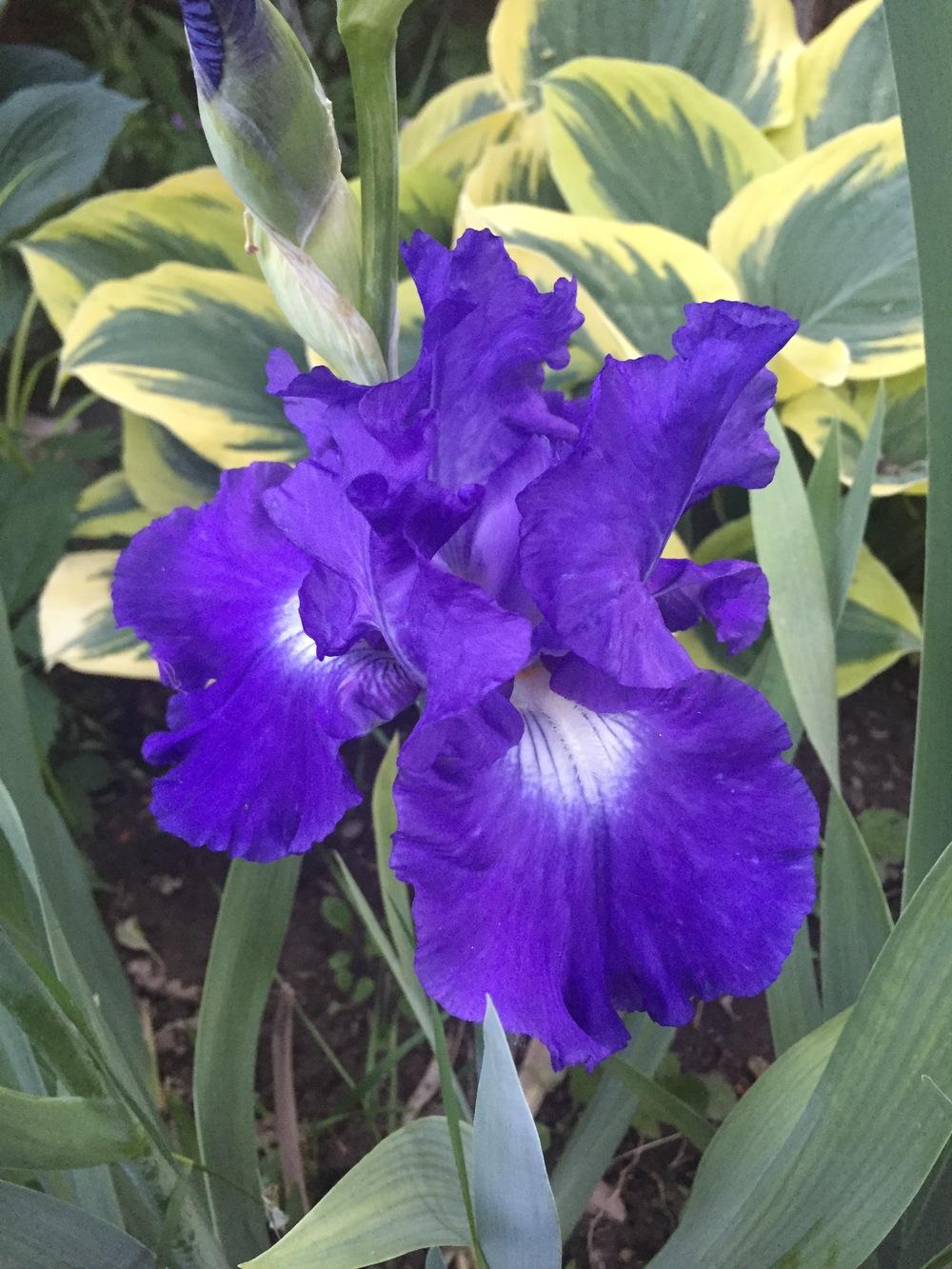 Photo of Tall Bearded Iris (Iris 'Victoria Falls') uploaded by SpringGreenThumb