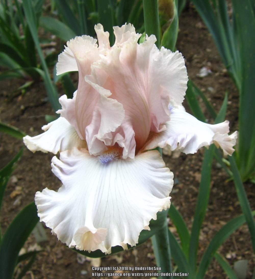 Photo of Tall Bearded Iris (Iris 'Otherside of Heaven') uploaded by UndertheSun