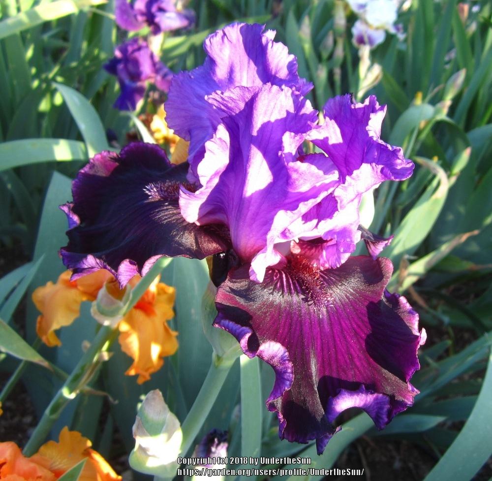 Photo of Tall Bearded Iris (Iris 'Strut') uploaded by UndertheSun