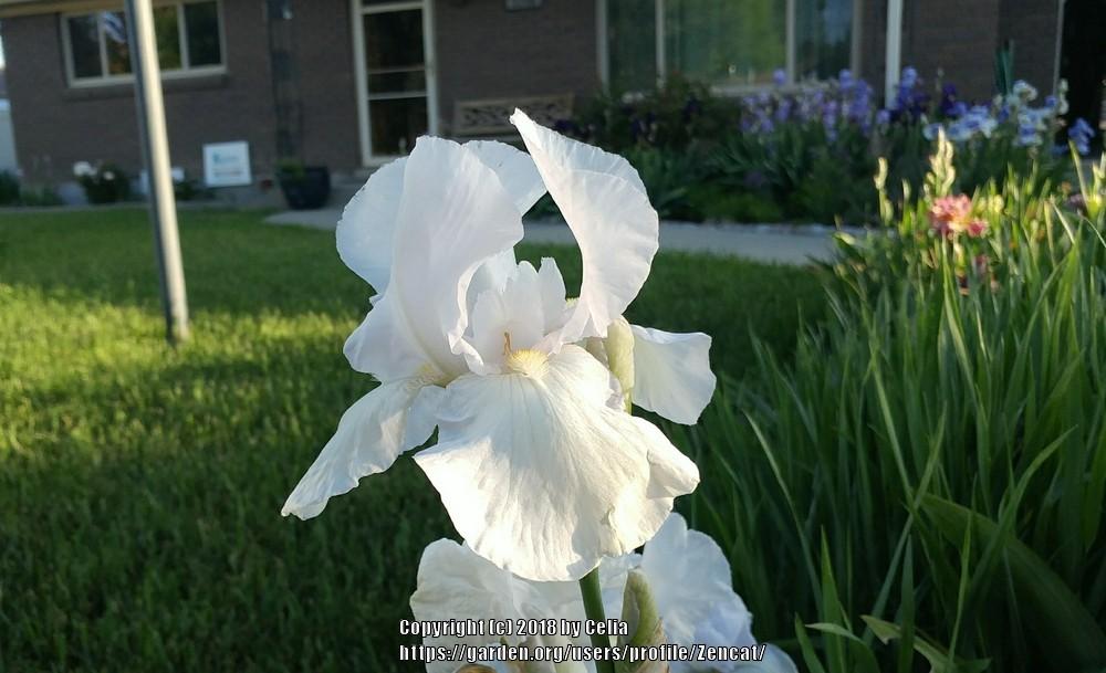 Photo of Tall Bearded Iris (Iris 'Immortality') uploaded by Zencat
