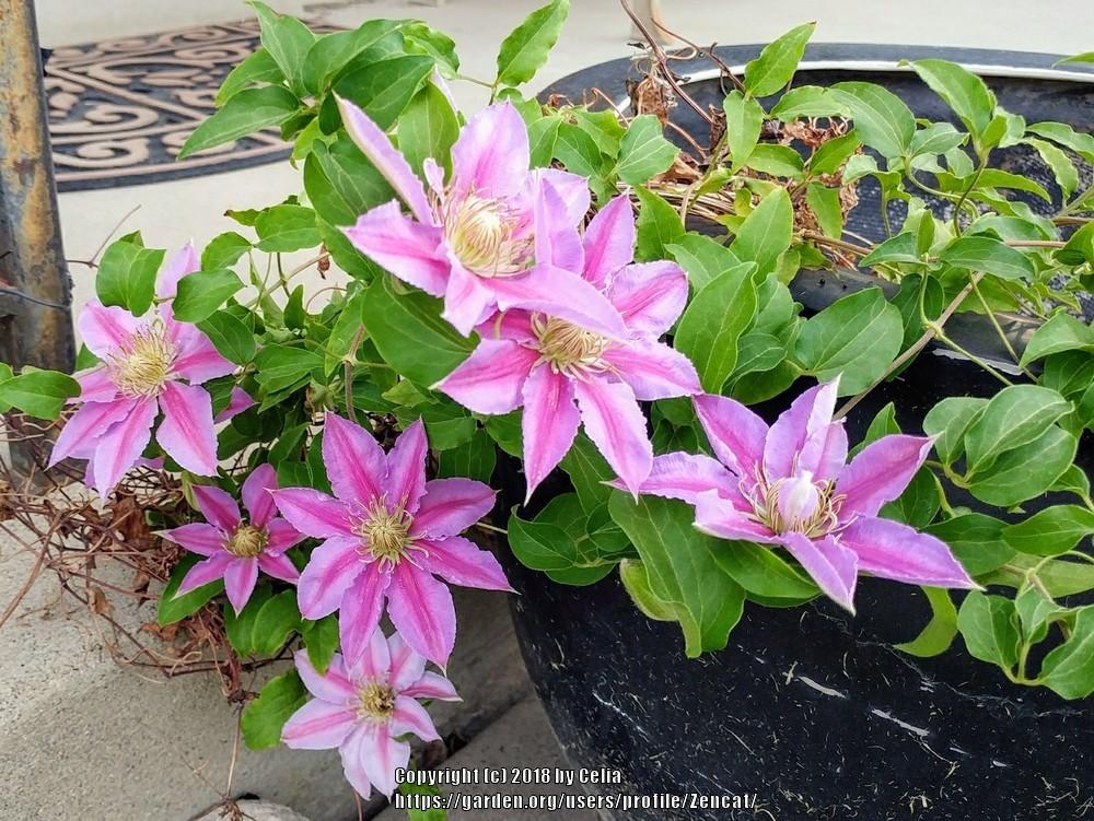 Photo of Clematis 'Dr. Ruppel' uploaded by Zencat