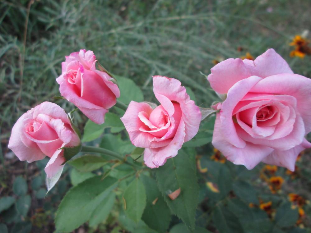Photo of Rose (Rosa 'Belinda's Dream') uploaded by christinereid54