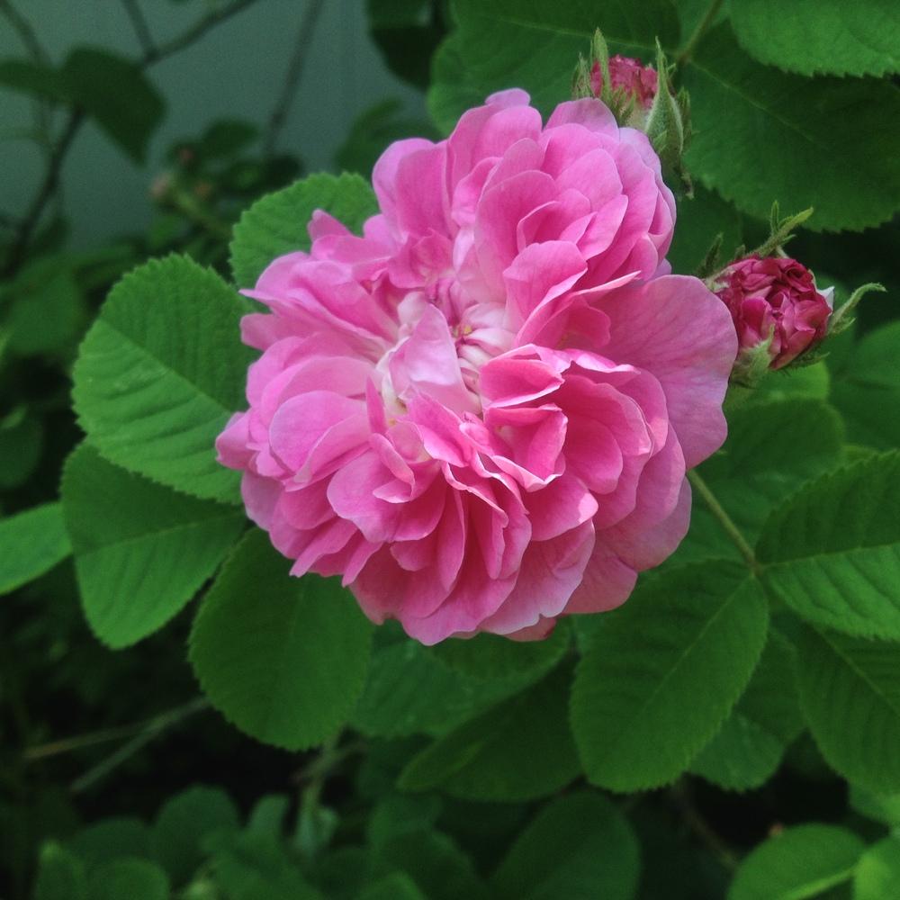 Photo of Rose (Rosa 'Pink Leda') uploaded by csandt