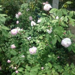 Location: Wyck Historic Rose Garden, Philadelphia (Germantown), Pennsylvania USA
Date: 2018-05-26
Parent of Blush Noisette