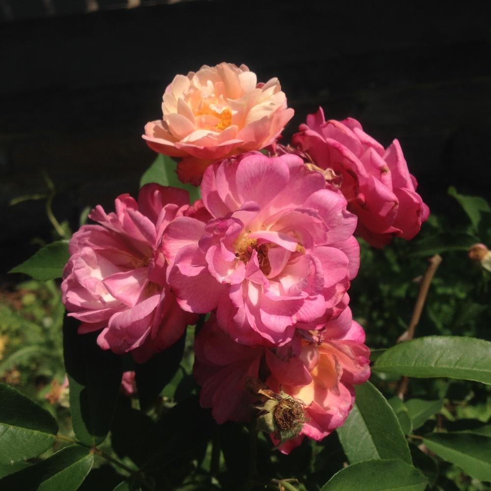 Photo of Rose (Rosa 'Leonie Lamesch') uploaded by csandt