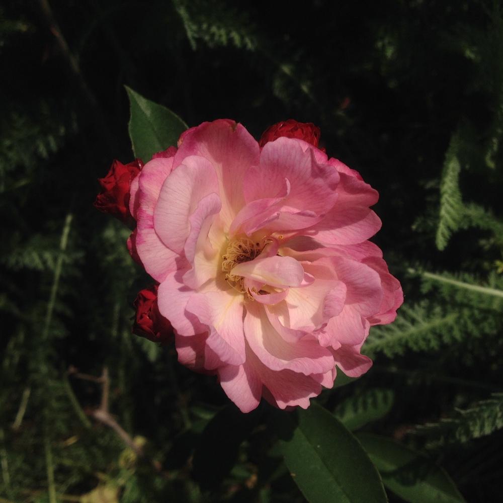 Photo of Rose (Rosa 'Leonie Lamesch') uploaded by csandt