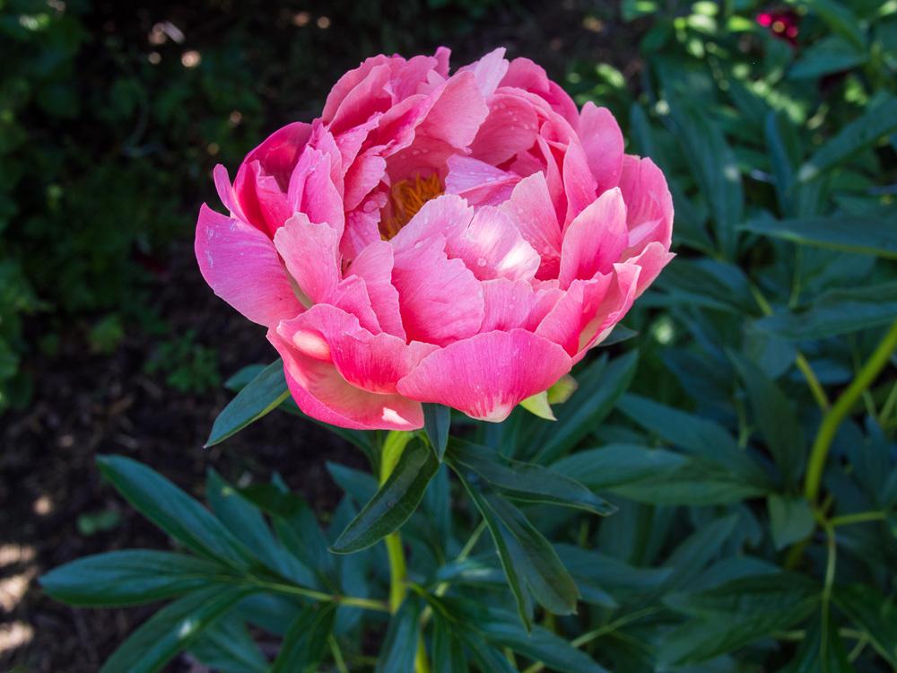Photo of Garden Peony (Paeonia 'Coral Charm') uploaded by frankrichards16
