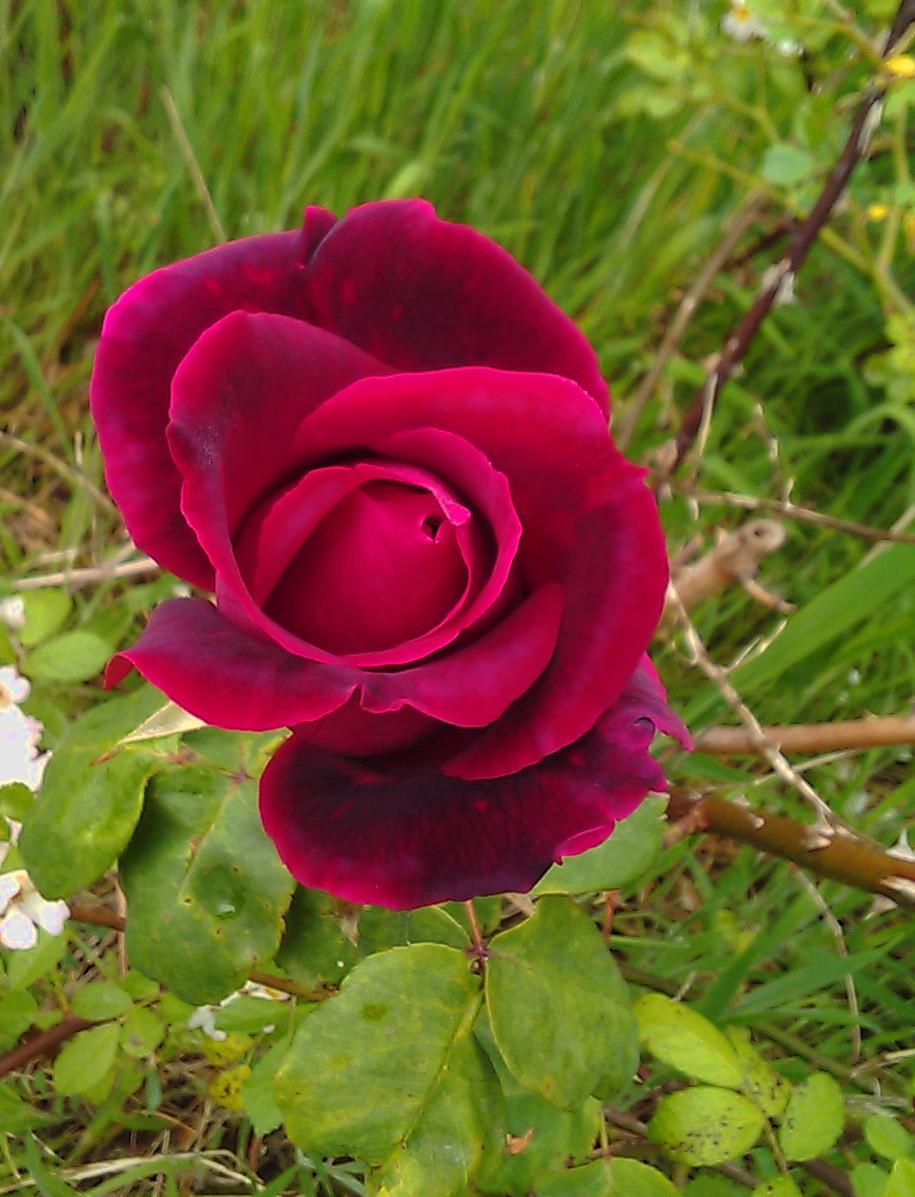 Photo of Rose (Rosa 'Crimson Glory') uploaded by manueldalmeida