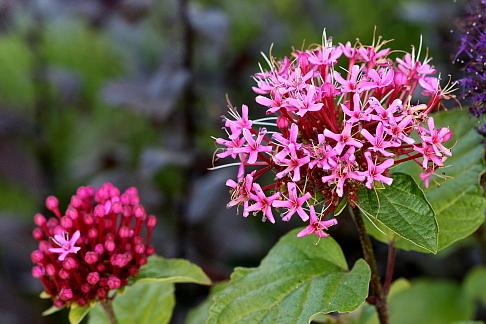 Photo of Cashmere Bouquet (Clerodendrum bungei) uploaded by Calif_Sue