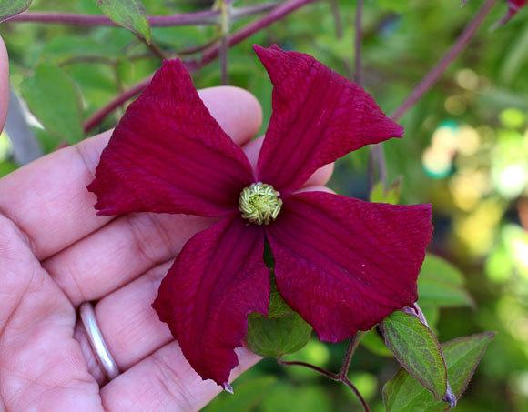 Photo of Clematis (Clematis viticella 'Madame Julia Correvon') uploaded by Calif_Sue