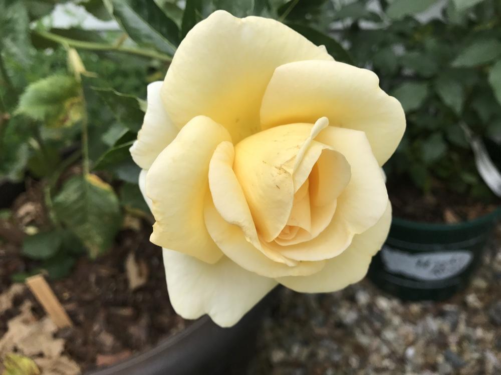 Photo of Rose (Rosa 'Sunshine Daydream') uploaded by Eric_C