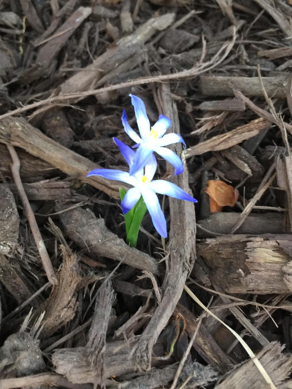 Photo of Glory Of The Snow (Scilla luciliae) uploaded by Gardentherapy