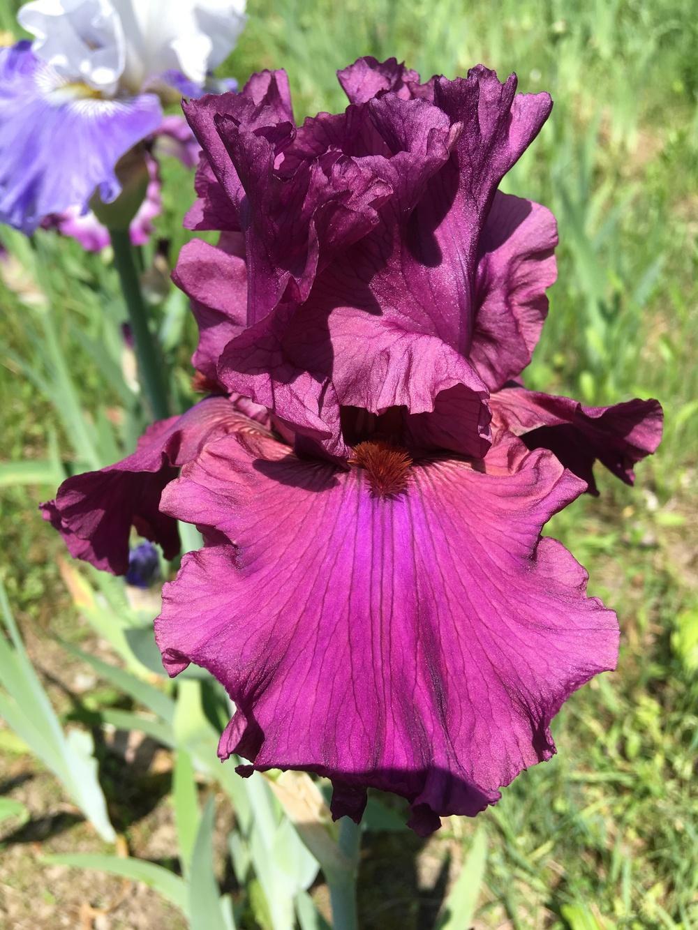 Photo of Tall Bearded Iris (Iris 'Master at Arms') uploaded by Lbsmitty