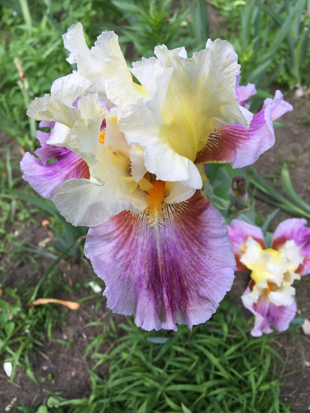 Photo of Tall Bearded Iris (Iris 'Dawn Eternal') uploaded by Lbsmitty