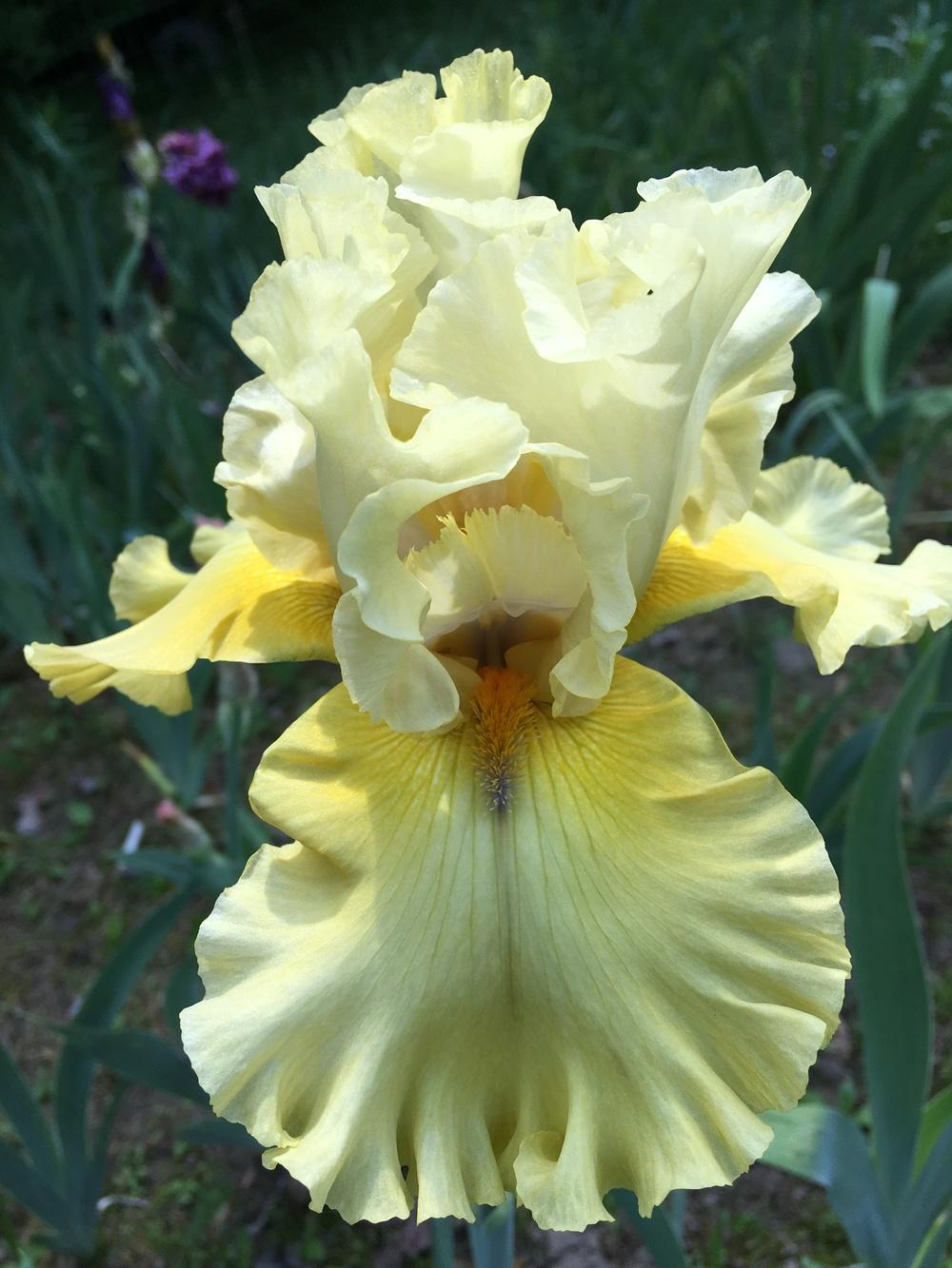 Photo of Tall Bearded Iris (Iris 'Dream Team') uploaded by Lbsmitty
