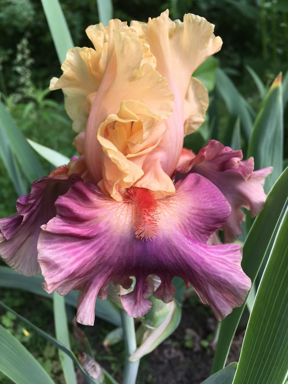 Photo of Tall Bearded Iris (Iris 'Taffeta Tantrum') uploaded by Lbsmitty
