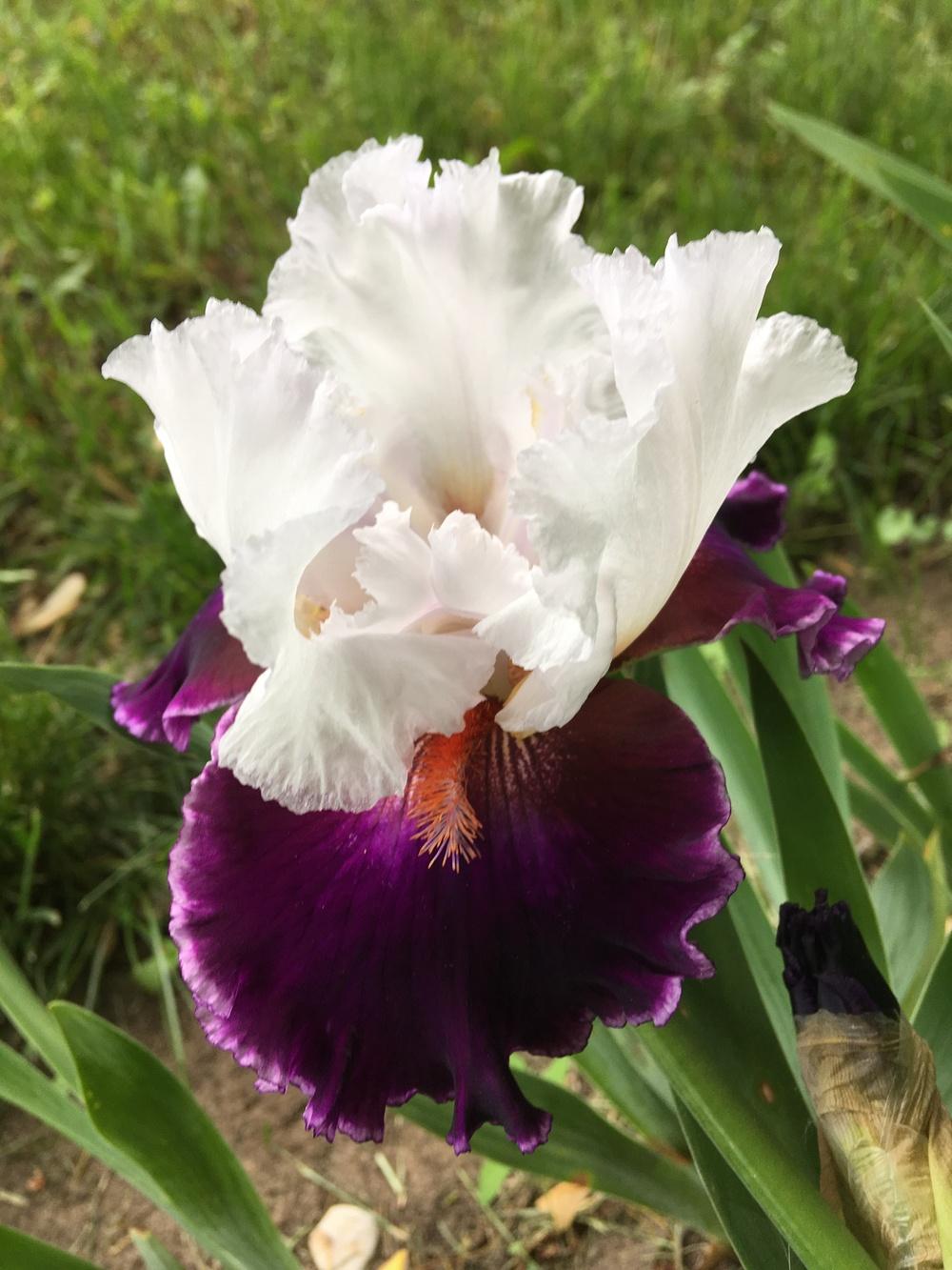 Photo of Tall Bearded Iris (Iris 'Applause Line') uploaded by Lbsmitty