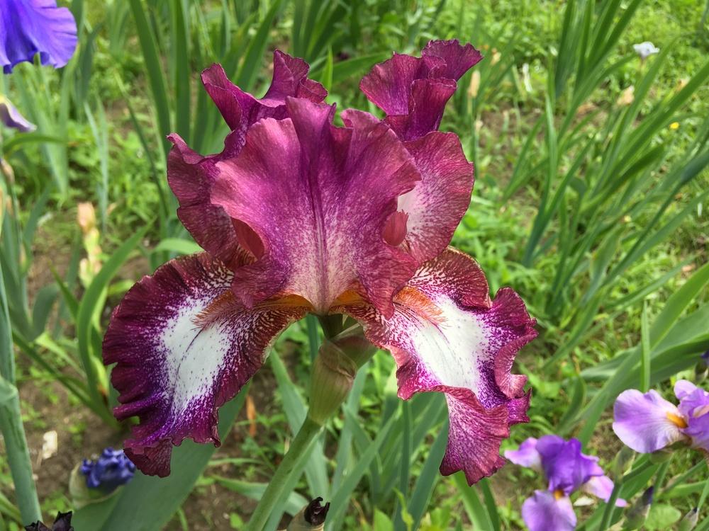 Photo of Tall Bearded Iris (Iris 'Tennison Ridge') uploaded by Lbsmitty