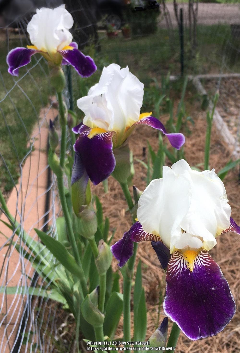 Photo of Tall Bearded Iris (Iris 'Wabash') uploaded by SowItGrowIt