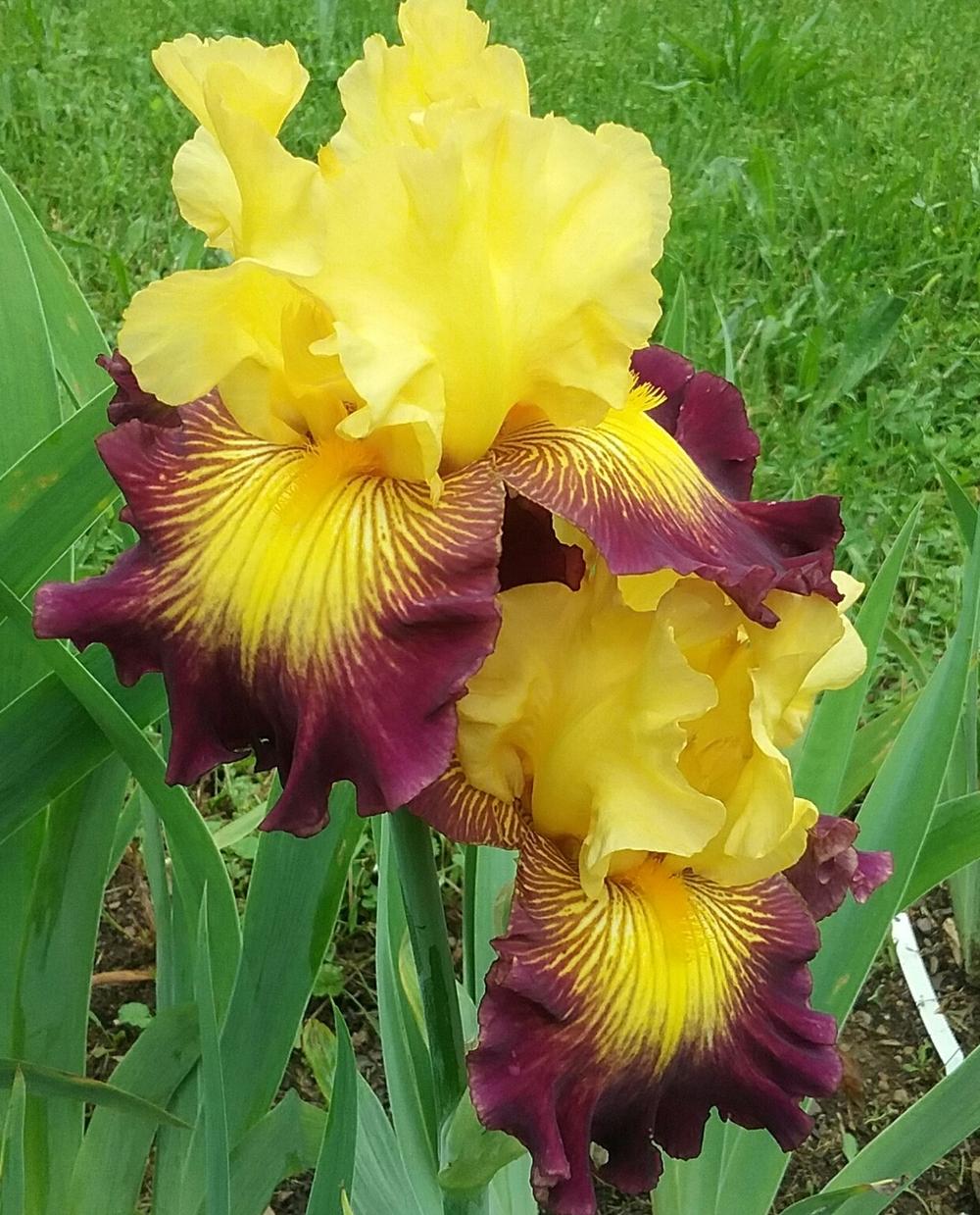 Photo of Tall Bearded Iris (Iris 'Snapshot') uploaded by Tiff2884