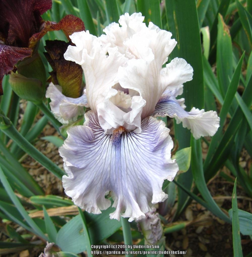 Photo of Tall Bearded Iris (Iris 'Haunted Heart') uploaded by UndertheSun
