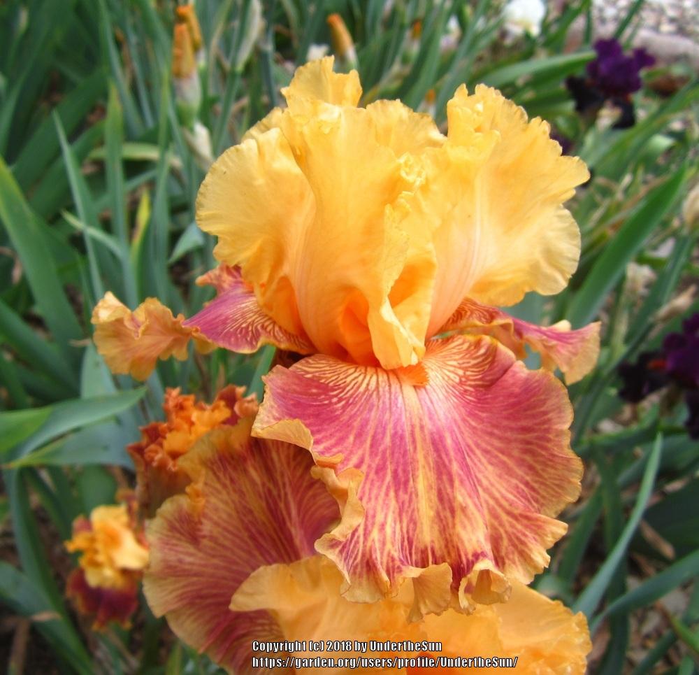Photo of Tall Bearded Iris (Iris 'Bottle Rocket') uploaded by UndertheSun
