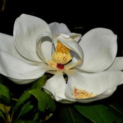Location: Botanical Gardens of the State of Georgia...Athens, Ga
Date: 2018-05-26
Magnolia Blossom 009