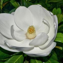 Location: Botanical Gardens of the State of Georgia...Athens, Ga
Date: 2018-05-20
Magnolia Blossom 020