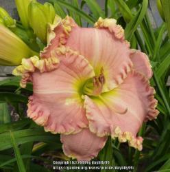 Thumb of 2018-06-01/daylilly99/330ee1