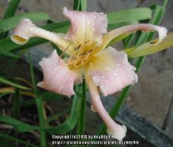 Thumb of 2018-06-01/daylilly99/c9987f