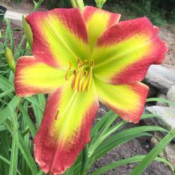 Location: My garden in Warrenville, SC
Date: 2018-05-29
New plant in my garden this year