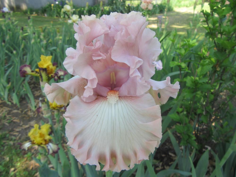 Photo of Tall Bearded Iris (Iris 'What a Beauty') uploaded by tveguy3