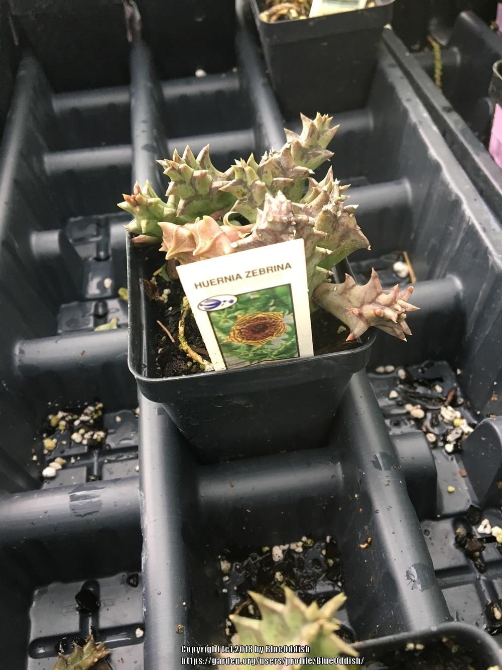 Photo of Lifesaver Plant (Ceropegia zebrina subsp. zebrina) uploaded by BlueOddish