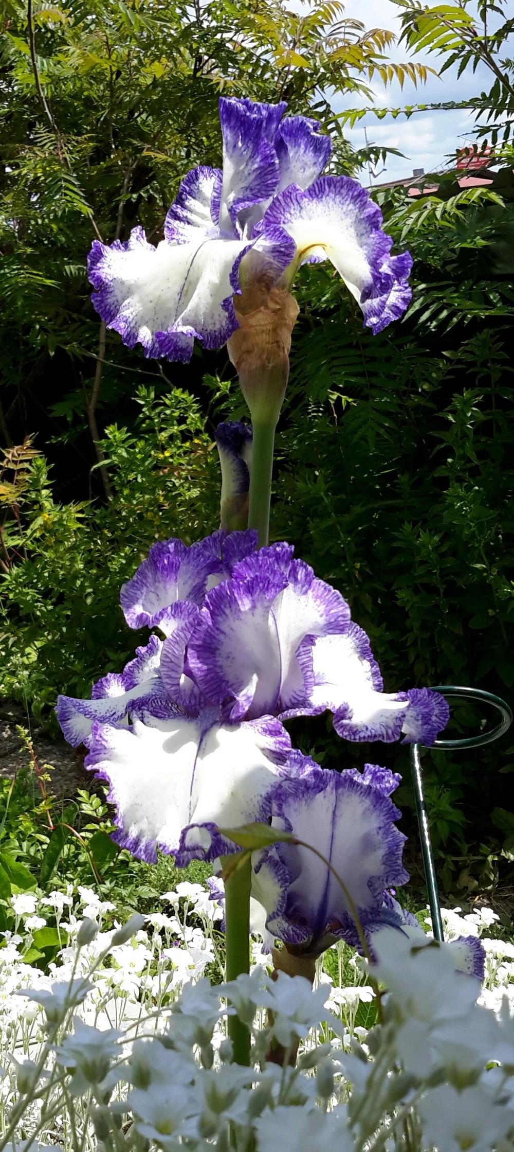 Photo of Tall Bearded Iris (Iris 'Ink Patterns') uploaded by Hajue