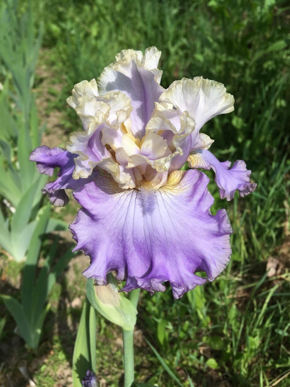 Photo of Tall Bearded Iris (Iris 'Tango to the Moonlight') uploaded by Lbsmitty