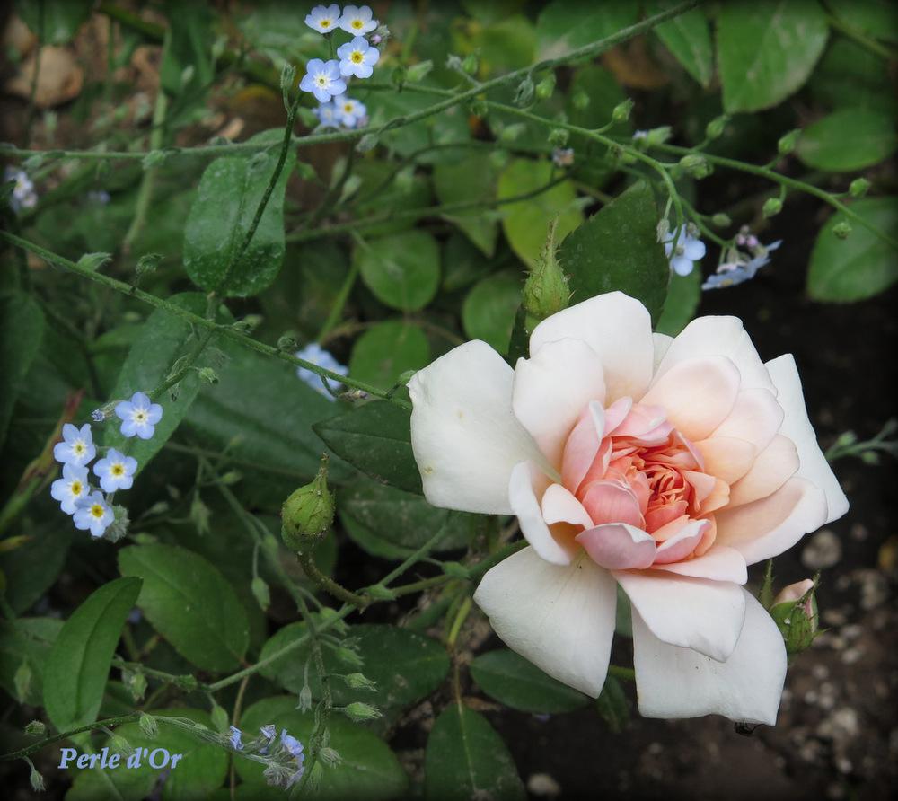 Photo of Rose (Rosa 'Perle d'Or') uploaded by MargieNY
