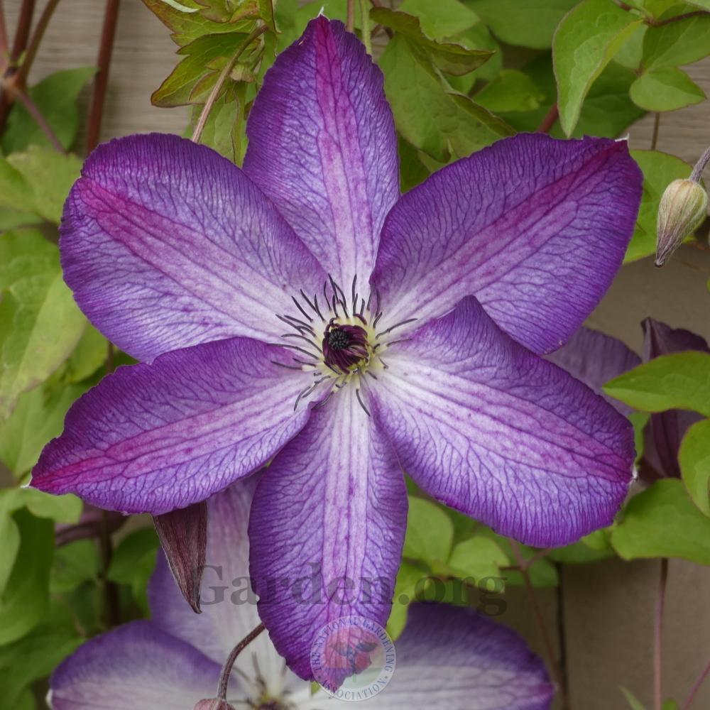 Photo of Clematis (Clematis viticella 'Venosa Violacea') uploaded by Patty