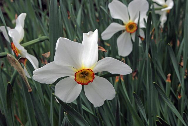 Photo of Daffodils (Narcissus) uploaded by RuuddeBlock