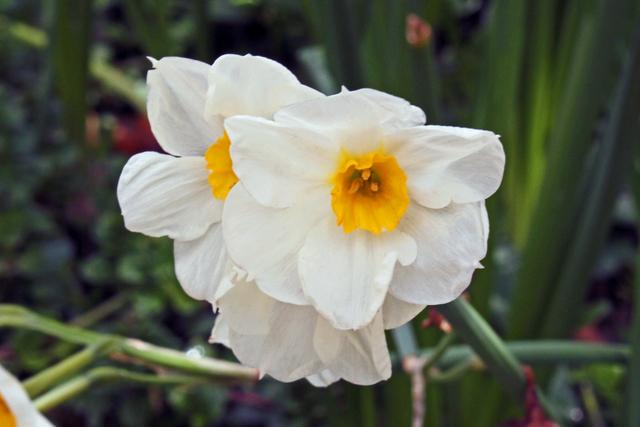 Photo of Tazetta Daffodil (Narcissus 'Cragford') uploaded by RuuddeBlock