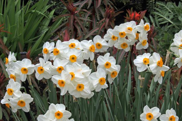 Photo of Daffodil (Narcissus 'Geranium') uploaded by RuuddeBlock