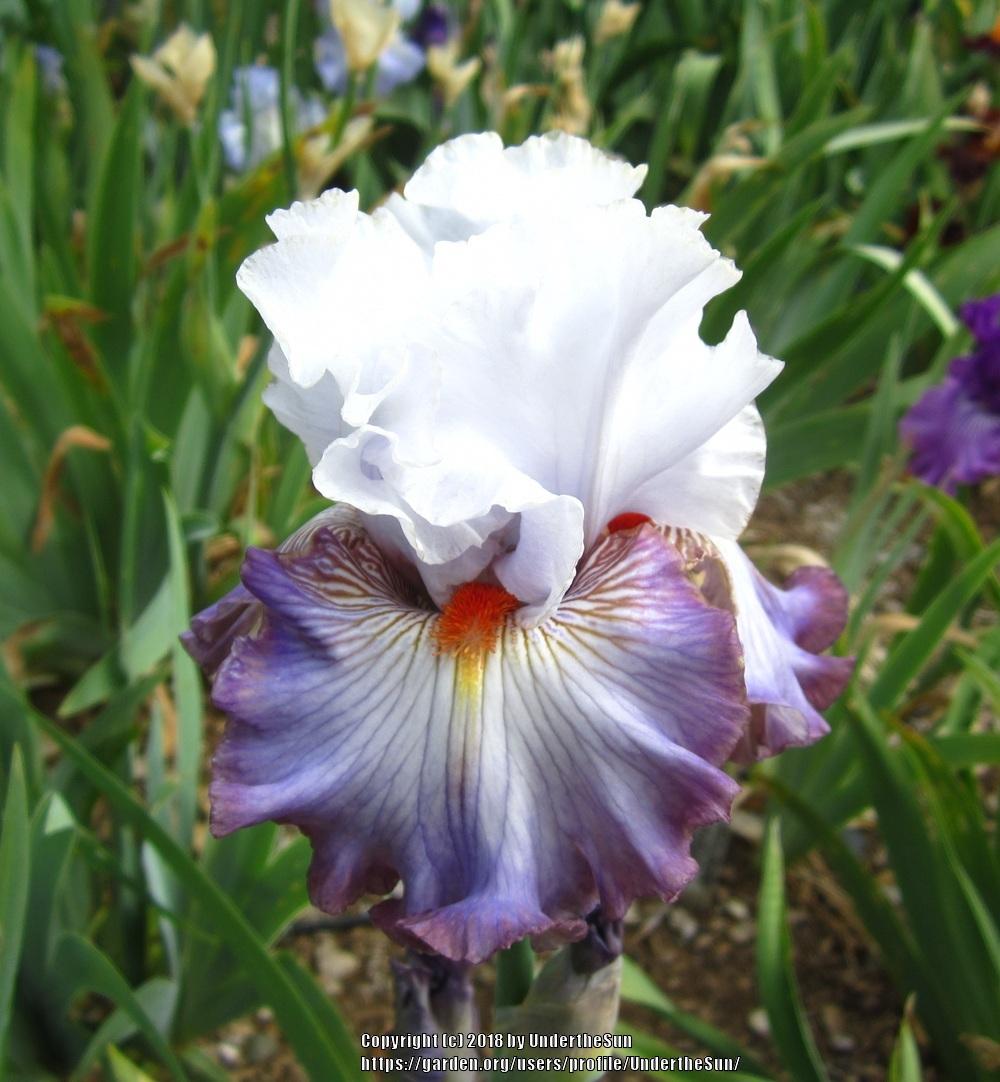 Photo of Tall Bearded Iris (Iris 'Arthouse') uploaded by UndertheSun