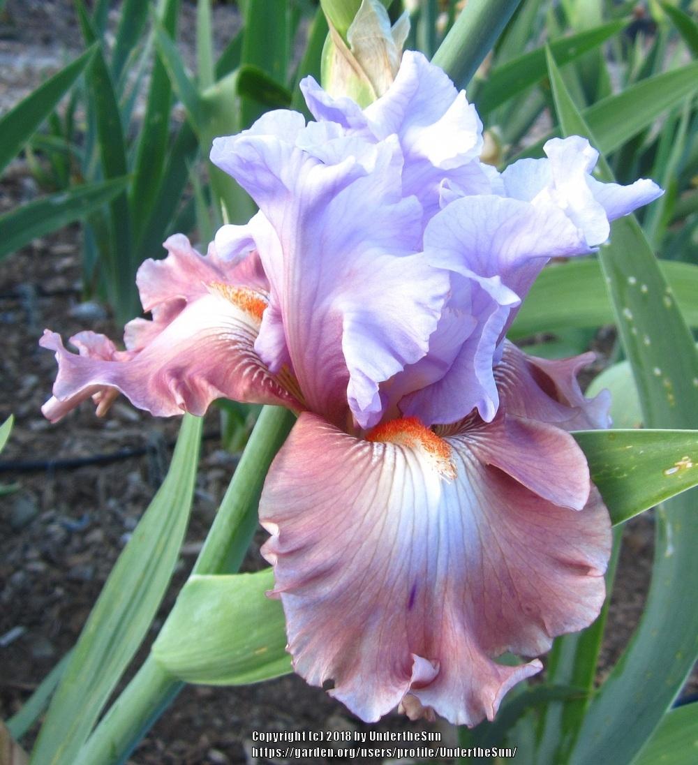 Photo of Tall Bearded Iris (Iris 'Sudden Bliss') uploaded by UndertheSun