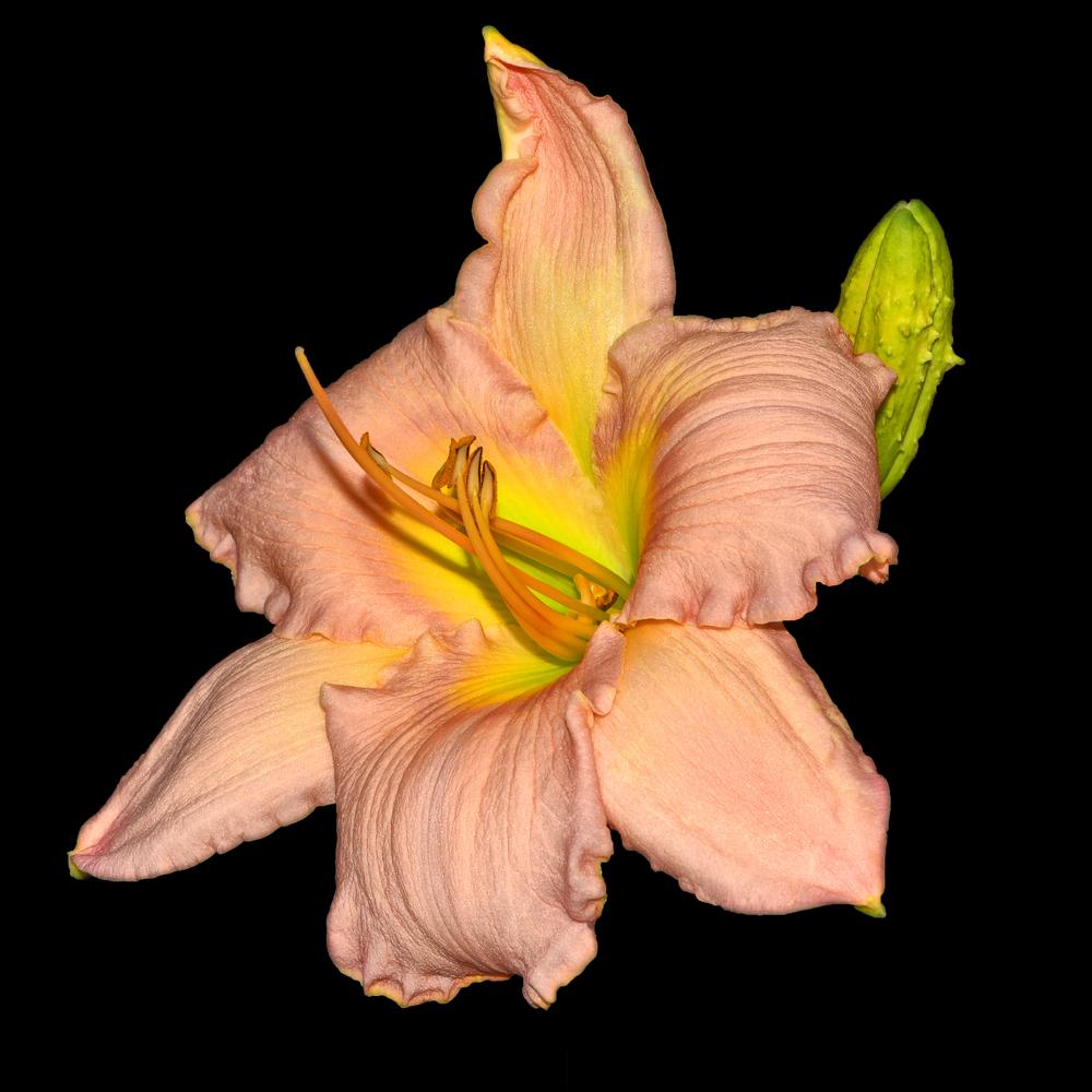 Photo of Daylily (Hemerocallis 'Corinthian Pink') uploaded by dawiz1753