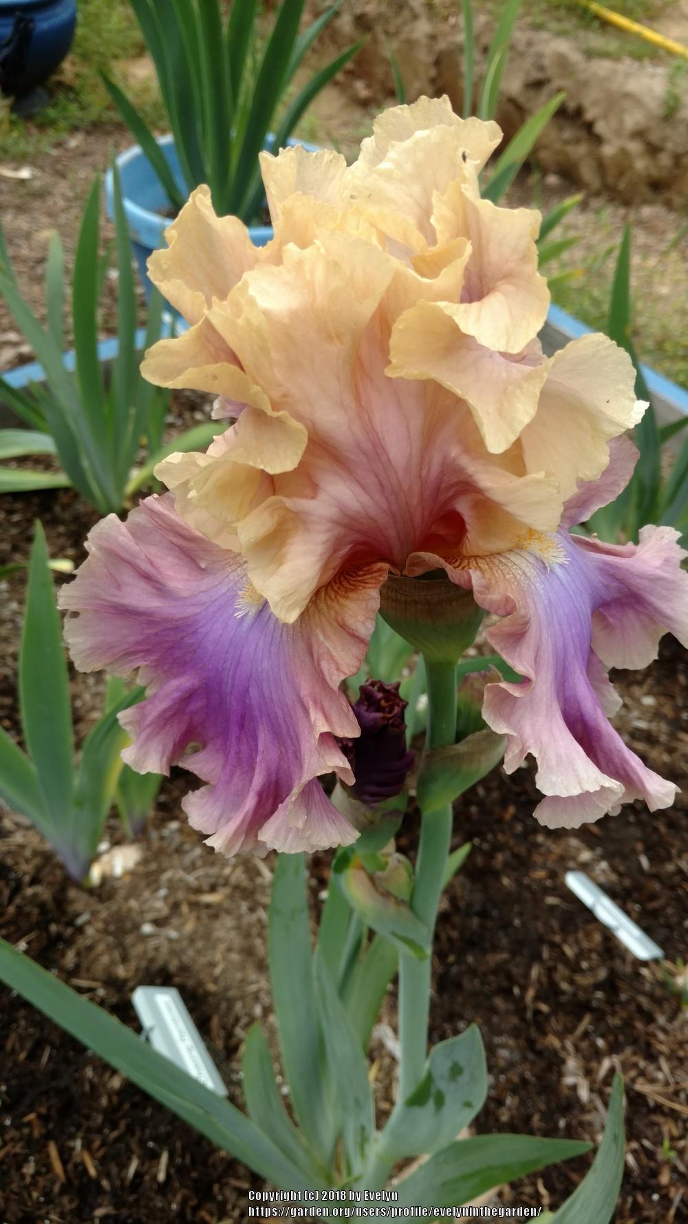 Photo of Tall Bearded Iris (Iris 'Chasing Rainbows') uploaded by evelyninthegarden