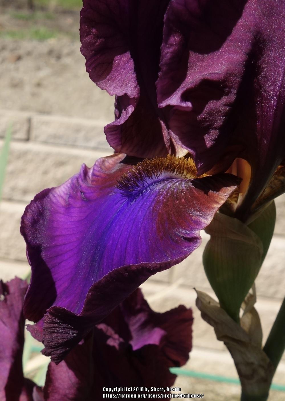 Photo of Tall Bearded Iris (Iris 'Grape Expectations') uploaded by Henhouse