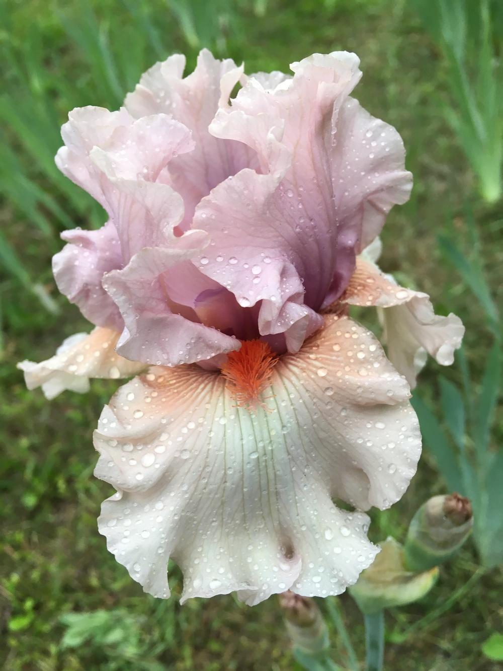 Photo of Tall Bearded Iris (Iris 'Bewitchment') uploaded by Lbsmitty