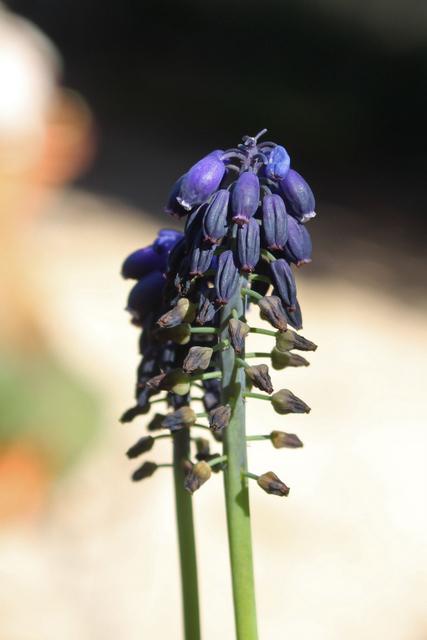 Photo of Starch Hyacinth (Muscari neglectum) uploaded by RuuddeBlock