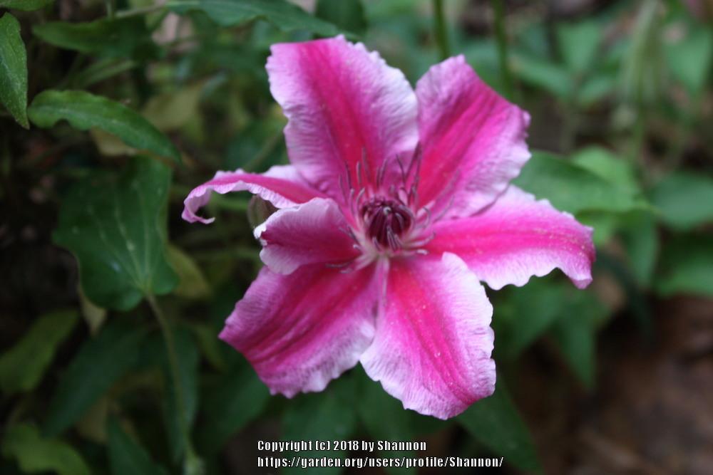 Photo of Clematis 'Carnaby' uploaded by Shannon