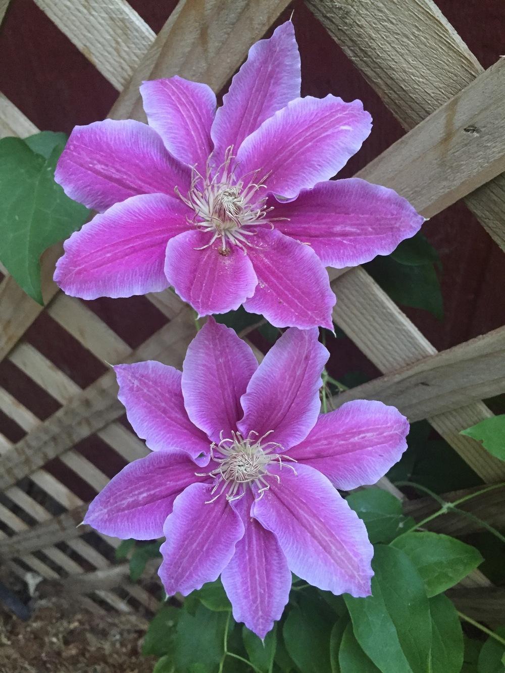 Photo of Clematis 'Dr. Ruppel' uploaded by SpringGreenThumb